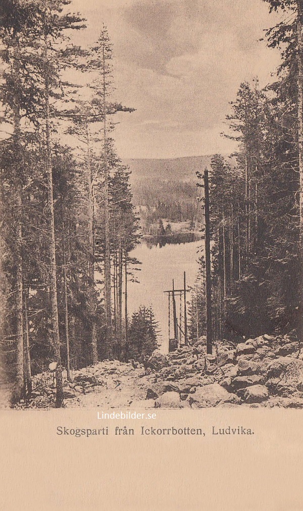 Ludvika, Skogsparti Västra Ickorrbotten 1915