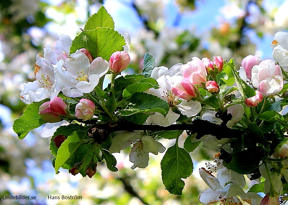 Blommor inför äppelverket