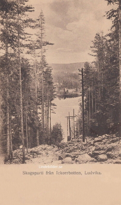 Ludvika, Skogsparti Västra Ickorrbotten 1915