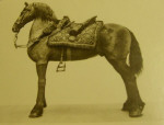 Gustav Adolfs häst 1632