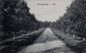 Hillringsberg, Alen