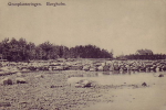 Öland, Borgholm Granplanteringen 1909