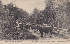 Från Stribergs Gruffält 1904
