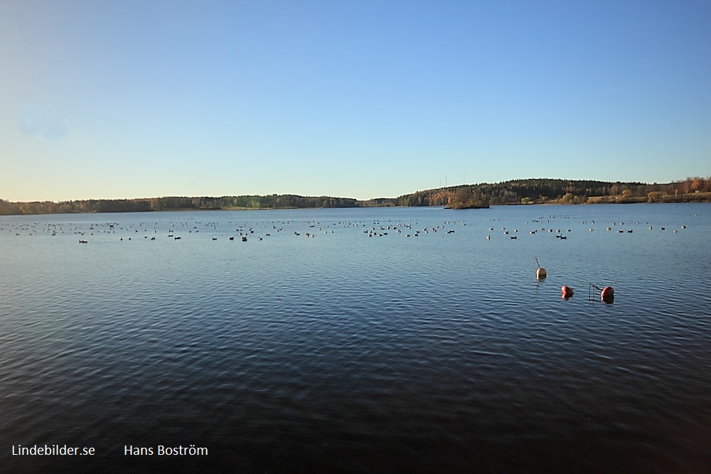 Fåglar på Lindesjön
