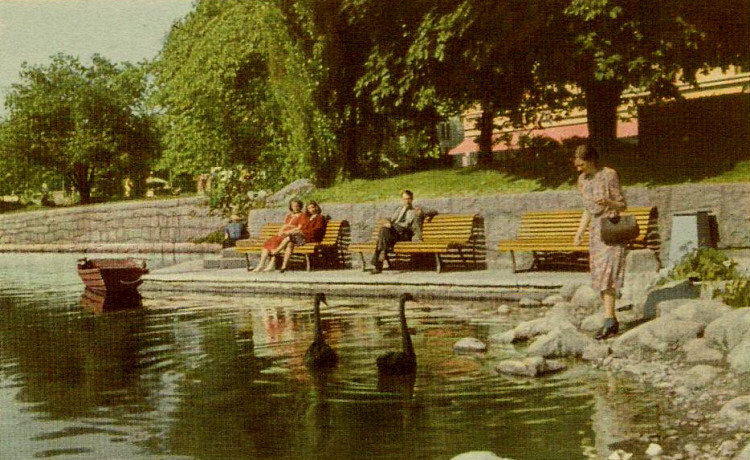 Örebro parkidyll med svarta svanar