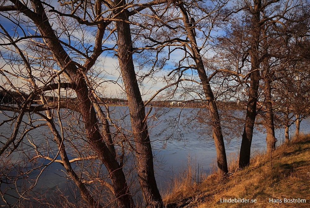 Träden vid Lindesjön
