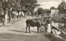 Morgonidyll i Trosa 1935