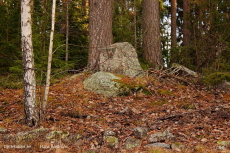 Sten i skogen