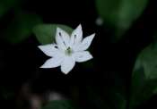 En vit blomma