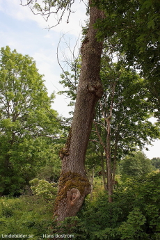 Mossa på trädet