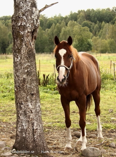 Patricias häst, Krups