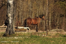 Hästen bakom träden