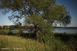 Trädet vid Lindesjön