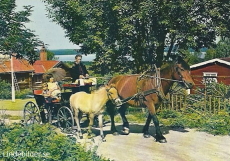 Häst med föl i Tällberg