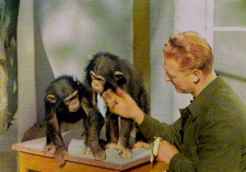 Eskilstuna Djurparken, Schimpanser