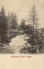 Linde Skogsparti i omnejden 1904