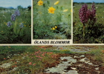 Öland Blommor 1982