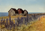 Öland, Blåelden Blommar vid Byxelkrok 1959